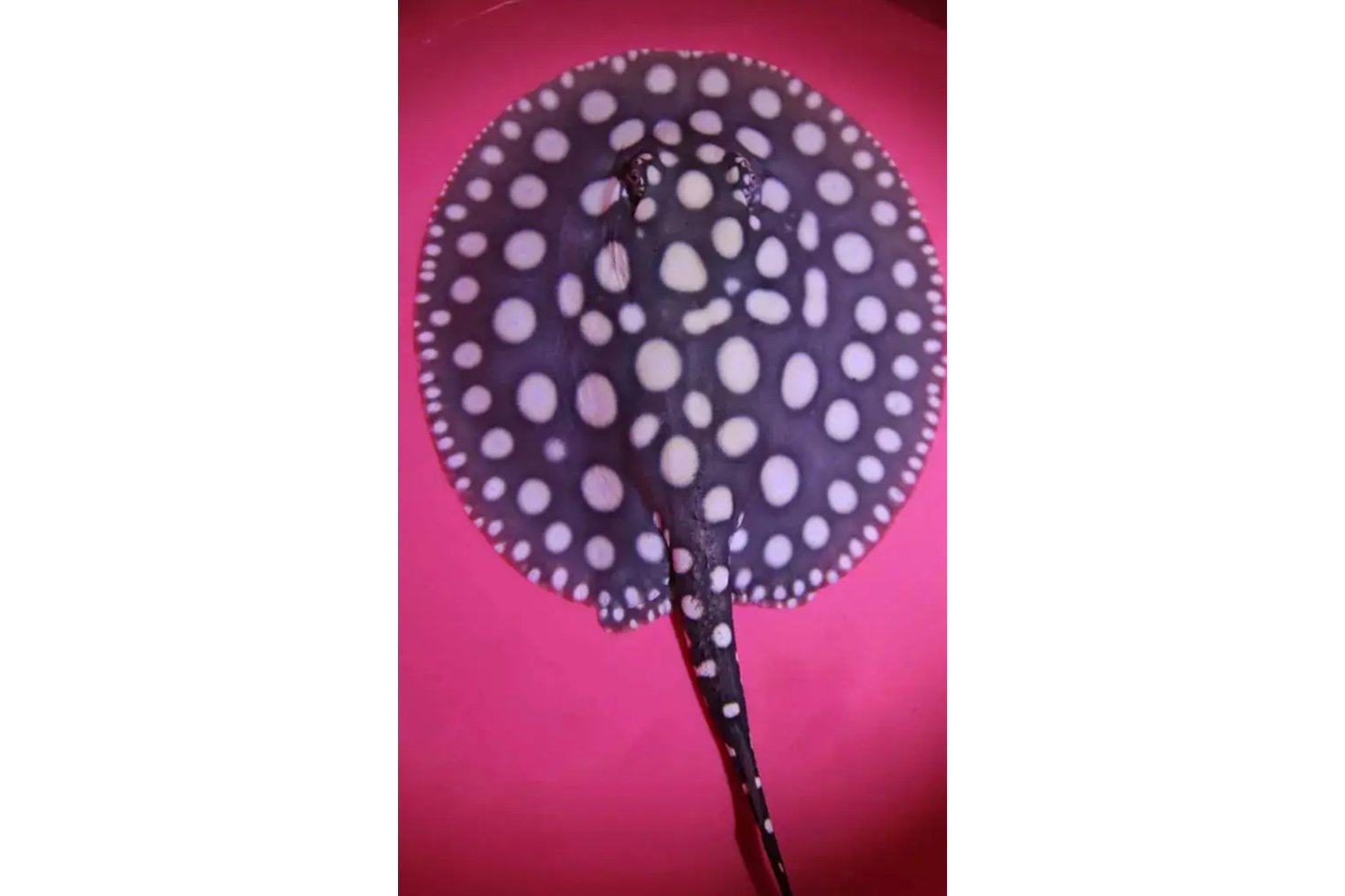 魟鱼又称<a target="