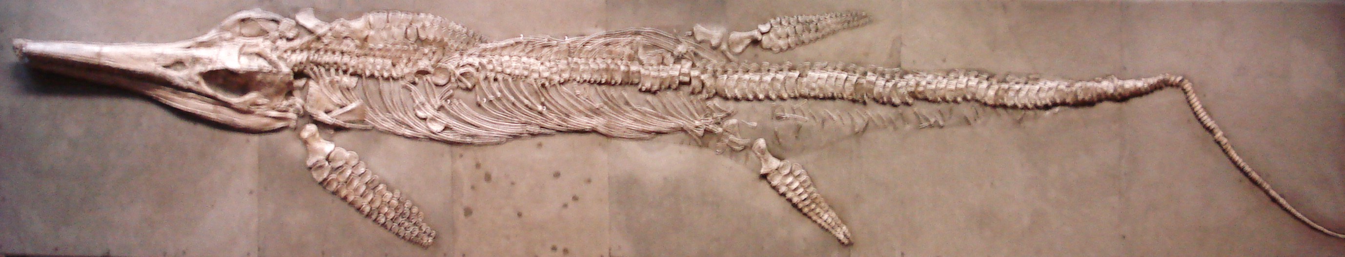 泰曼鱼龙是种大型鱼龙类,最大身长超过9米.泰曼鱼龙是鱼龙下