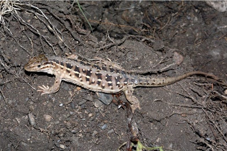 丽斑麻蜥西部亚种