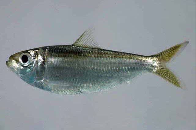 黑口鰳