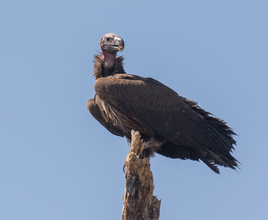 科,肉垂秃鹫属的一个 a target="_blank" href="/item/物种/1180903"