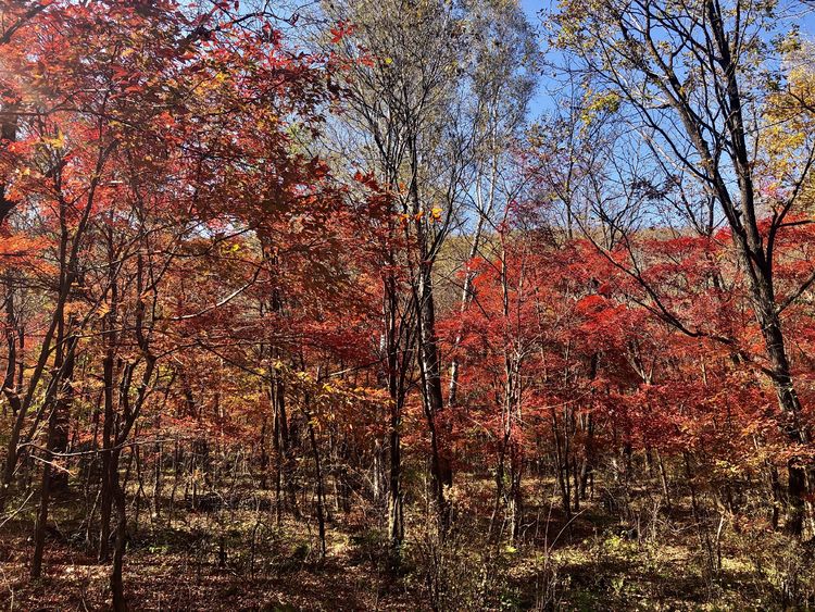  p data-id="gnbd9ksr8w">松江镇,隶属于吉林省吉林市蛟河市,地处 a