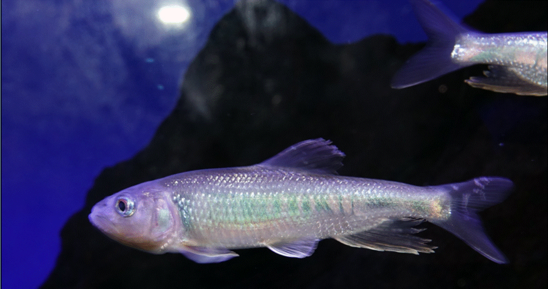  p>马口鱼(学名: i>opsariichthys bidens /i>)俗称马口,隶属 a