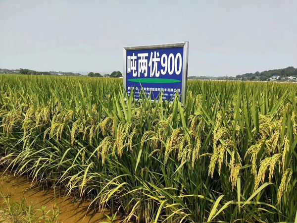 两优900是 a target="_blank" href="/item/湖南袁创超级稻技术有限