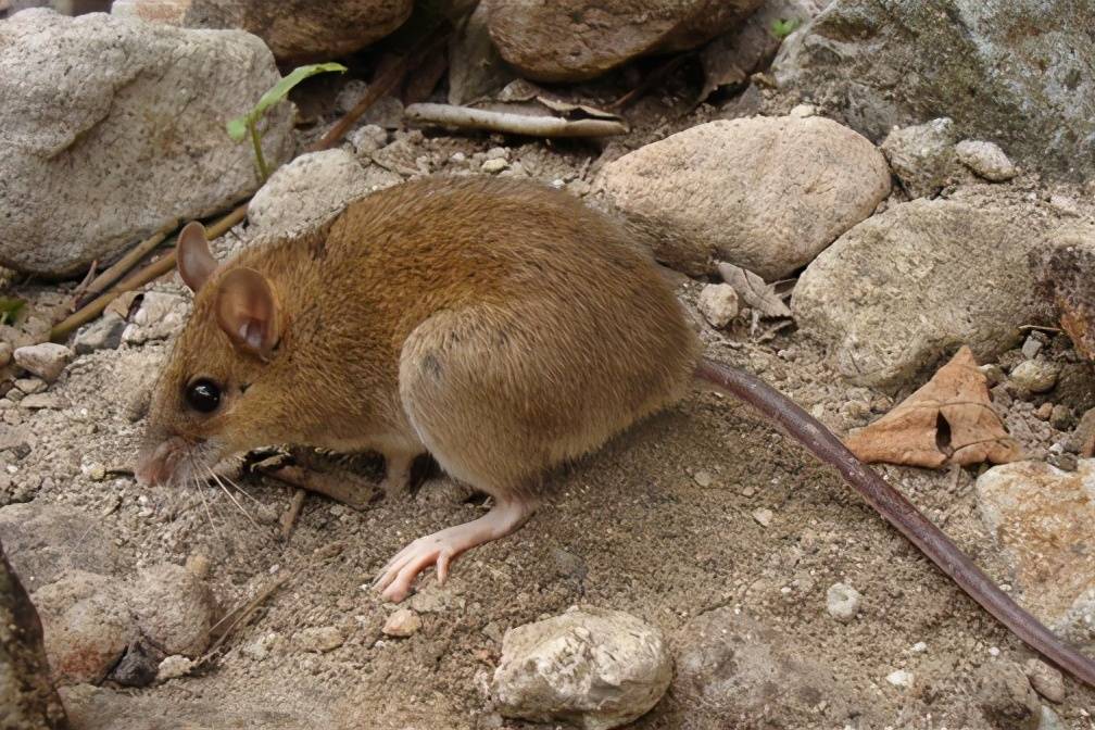 火山鼠属
