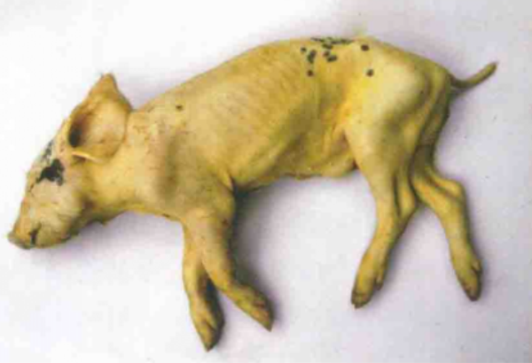 猪钩端螺旋体病