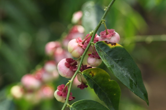 merr.)为叶下珠科守宫木属的灌木.