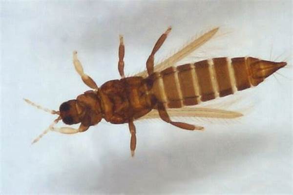  p data-id="gn363qldgc">兰花蓟马是属于蓟马科的一种动物 /p>
