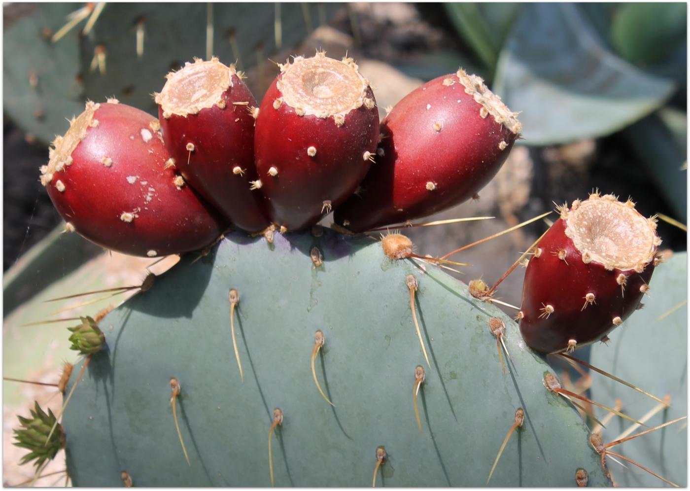  p data-id="gnavvll3jl">仙人镜(opuntia phaeacantha)是仙人掌科