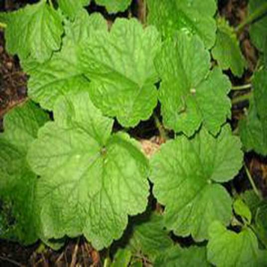 Tellima grandiflora_百度百科