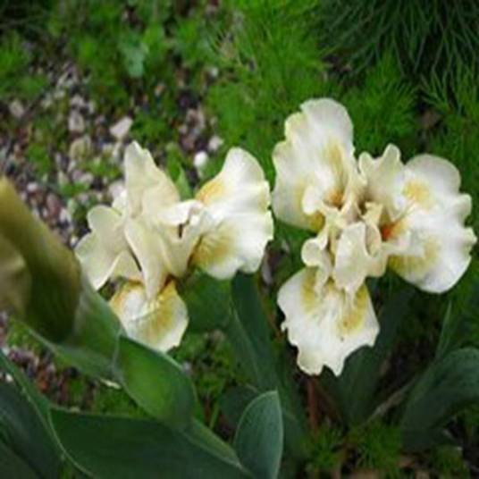 Iris 'Peach Petal Pie'_百度百科