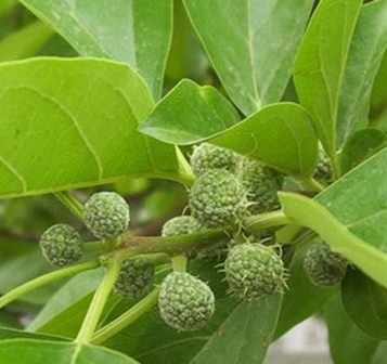 柘（桑科橙桑属植物）_百度百科