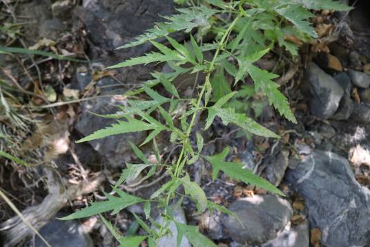 头序野麻_百度百科