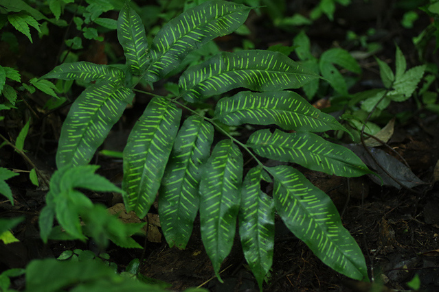  p> a target="_blank" href="/item/峨眉介蕨/6687165" data-lemmaid