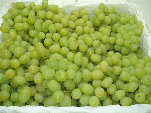 ">青提葡萄又名 a target="_blank" href="/item/无核白鸡心/9295941"