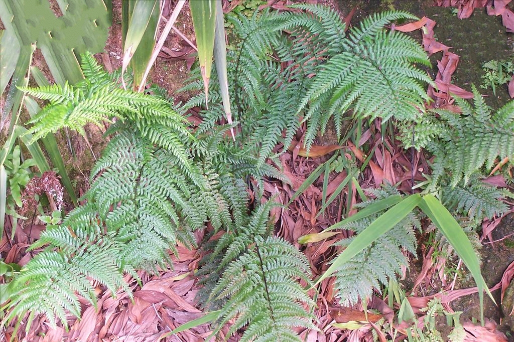  p>薄叶碎米蕨(学名: i>cheilanthes tenuifolia /i> (burm. f.) sw.