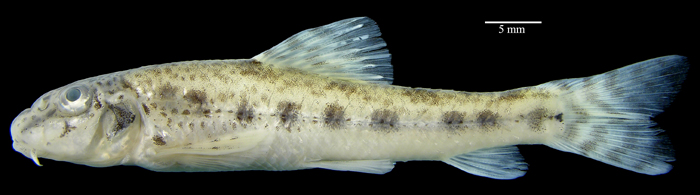  p>棒花鱼(学名: i>abbottina rivularis /i>)是鲤科,棒花鱼属鱼类.