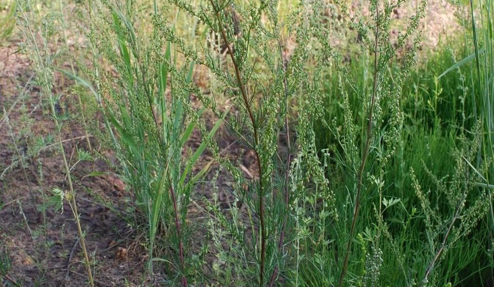  p>光沙蒿(学名: i>artemisia oxycephala /i> kitag.