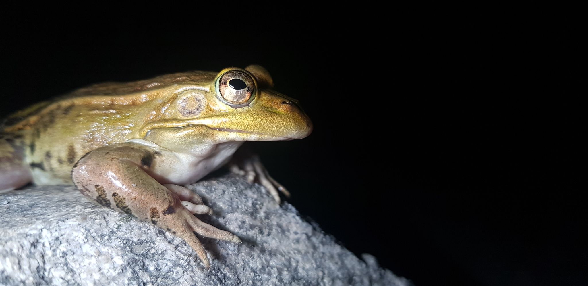  p>黑斑侧褶蛙(学名: i>pelophylax nigromaculatus /i>)是蛙科,侧褶