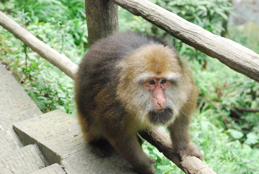  p data-id="gnbip9kxvr">熊猴(学名: i>maca