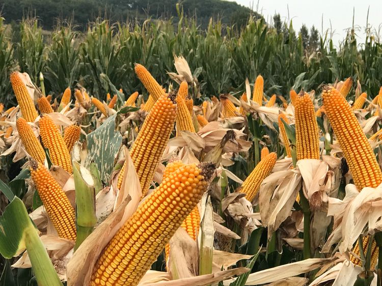 909是 a target="_blank" href="/item/山西省农业科学院玉米研究所