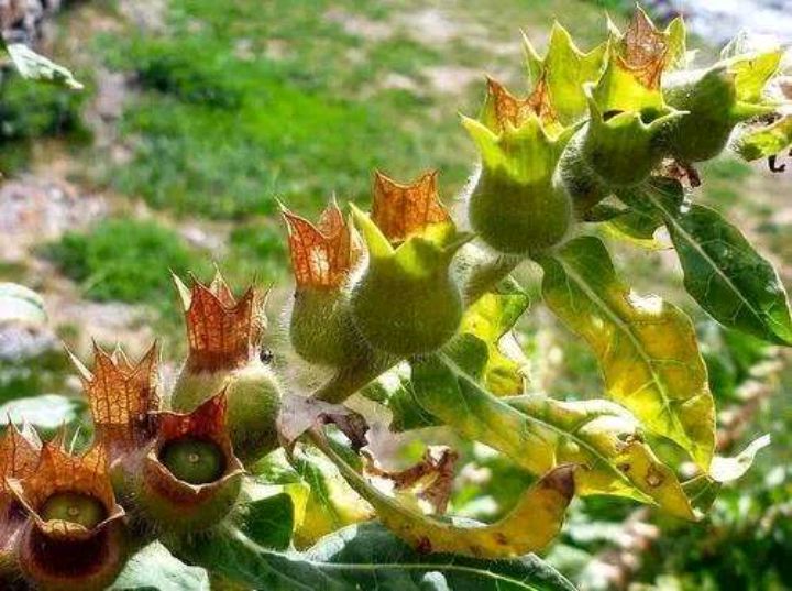 天仙子是一种怎样的植物_百科TA说
