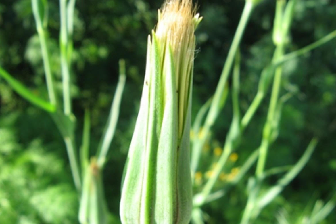 是菊科,婆罗门参属二年生 a target="_blank" href="/item/草本">