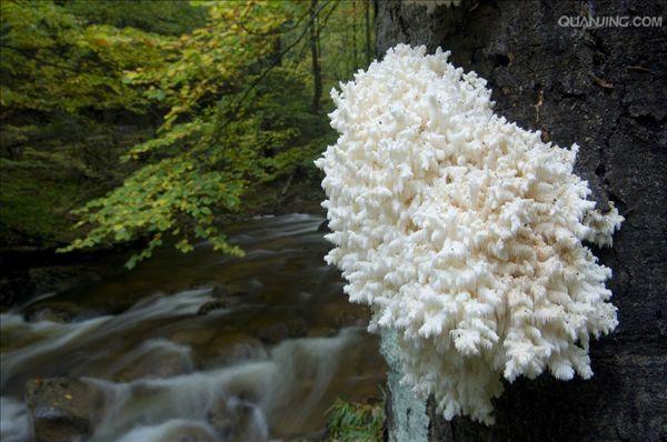  p>珊瑚状猴头菌,hericium coralloides (scop. : fr.) pers.