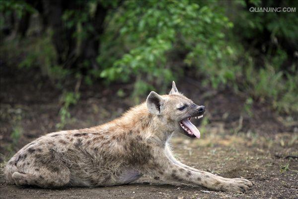  p>斑鬣狗(学名: i>crocuta crocuta /i>):又名斑点鬣狗,体长约95-160