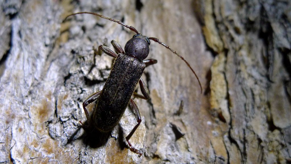  p>昆虫名, a href="#">鞘翅目 /a>(coleoptera), a href="#" data