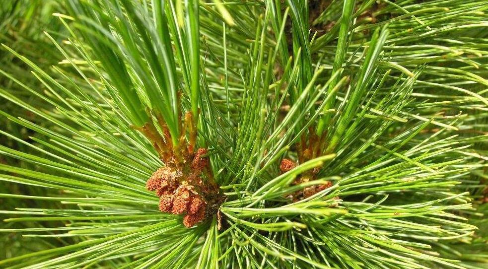  p>偃松(学名: i>pinus pumila  /i>(pall.) regel)是松科松属植物.