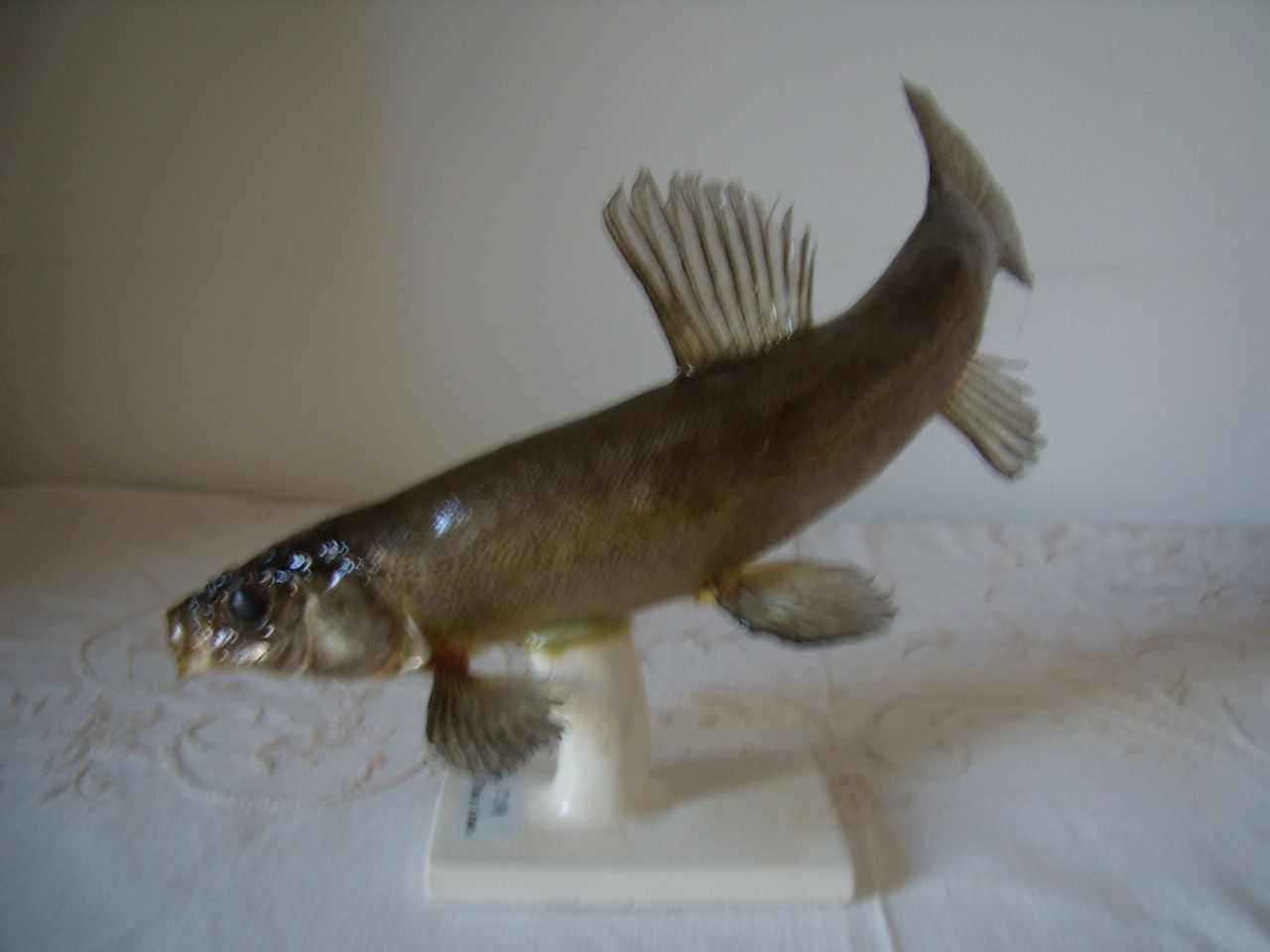  p>丁鱥,又称欧洲丁鱥,丁桂鱼,须鱼岁,西方相传有病的鱼以身体磨擦之