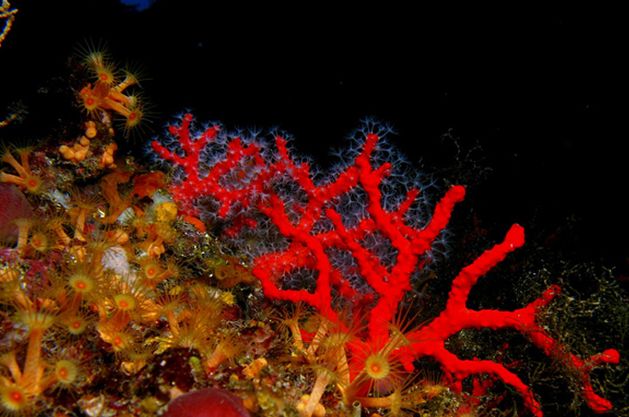 红珊瑚