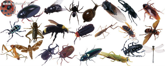 无脊椎动物 生物学名词 百度百科