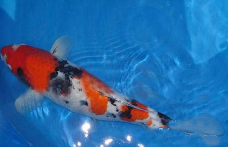  p>三色鱼,又名鸳鸯鱼,落日红.