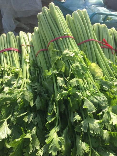  p>皇后芹菜是法国tezier公司最新培育的早熟西芹品种.