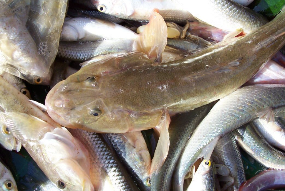 济南细棘鰕虎鱼