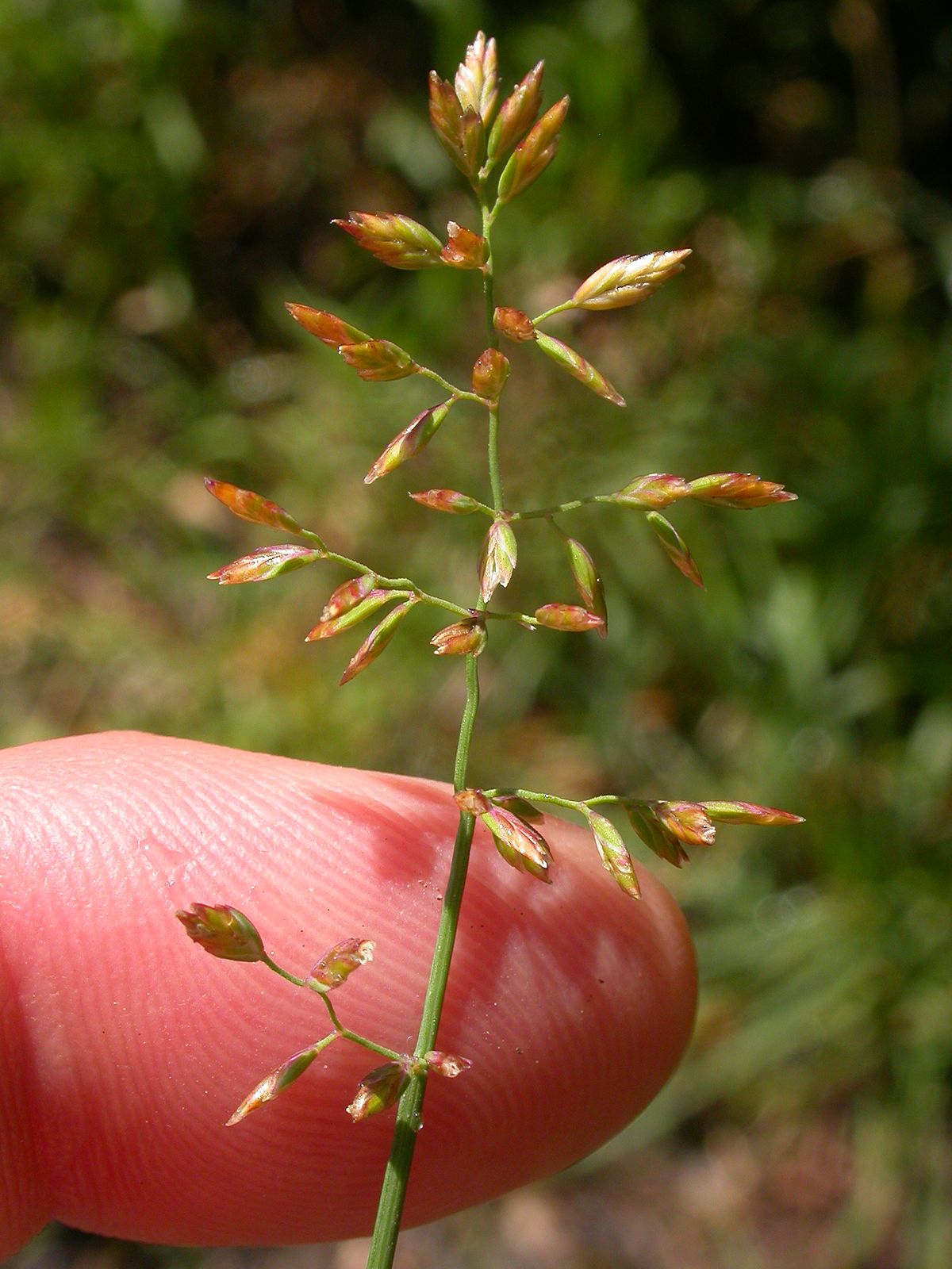  p>加拿大早熟禾(学名: i>poa compressa /i> l.