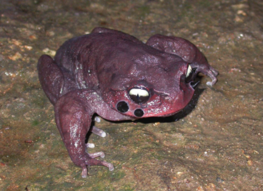  p>雷山髭蟾(学名: i>leptobrachium leishanense /i>)是角蟾科,拟