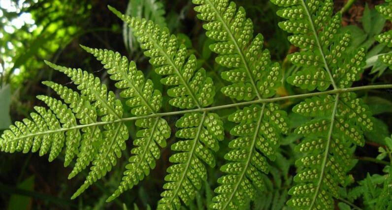  p data-id="gn8428vlih">细裂鱼鳞蕨( i>dryopteris wusugongii /i>