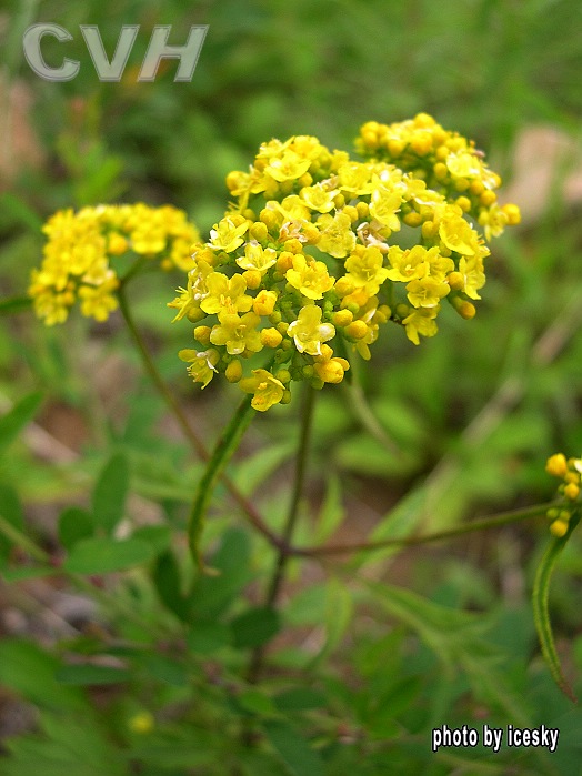  p>糙叶败酱(亚种)( patrinia rupestris (pall.) juss. subsp.