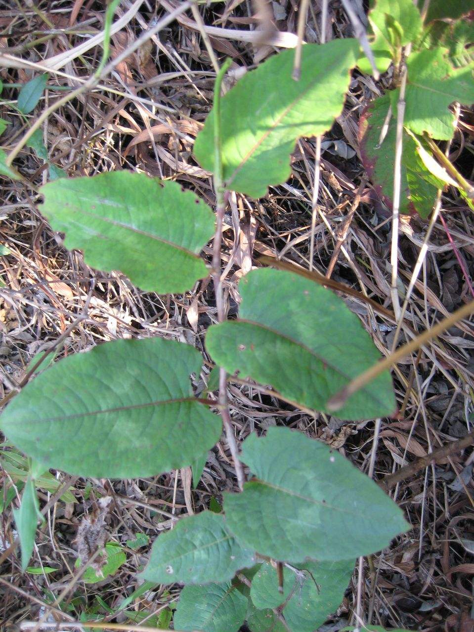  p>细梗香草(学名: i>lysimachia capillipes /i> hemsl.