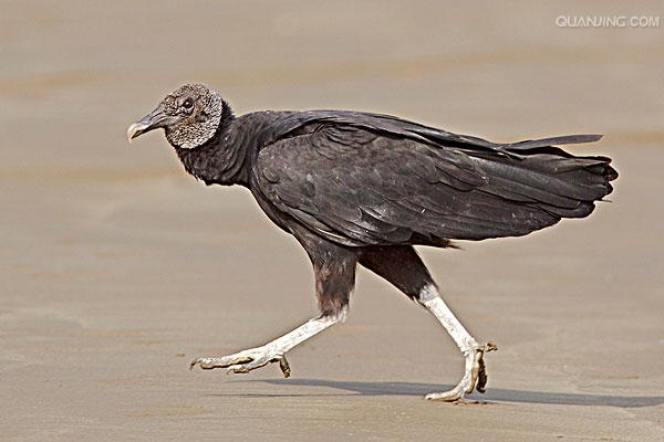  p>黑兀鹫(学名: i>sarcogyps calvus /i>)为 a target="_blank" href