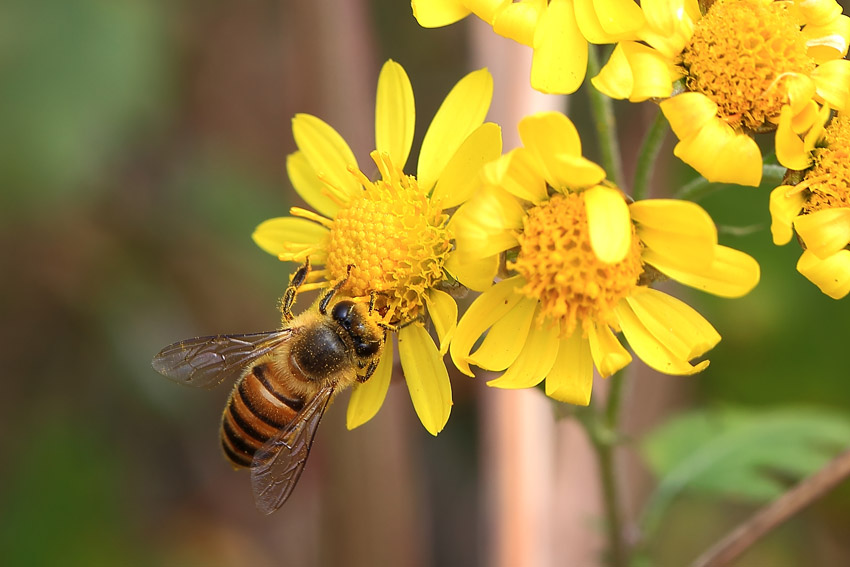  p>蜜蜂花(学名: i>melissa axillaris  /i>(benth.) bakh.f.
