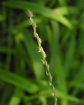  p>毛马唐,别名:黄繸马唐,拉丁文名:digitaria chrysoblephara fig.
