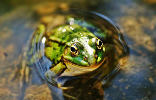 新蛙亚目 百度百科