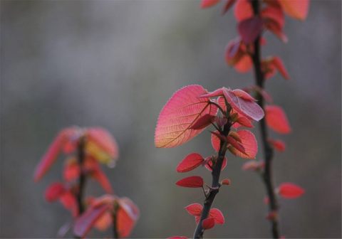 山麻秆_百度百科