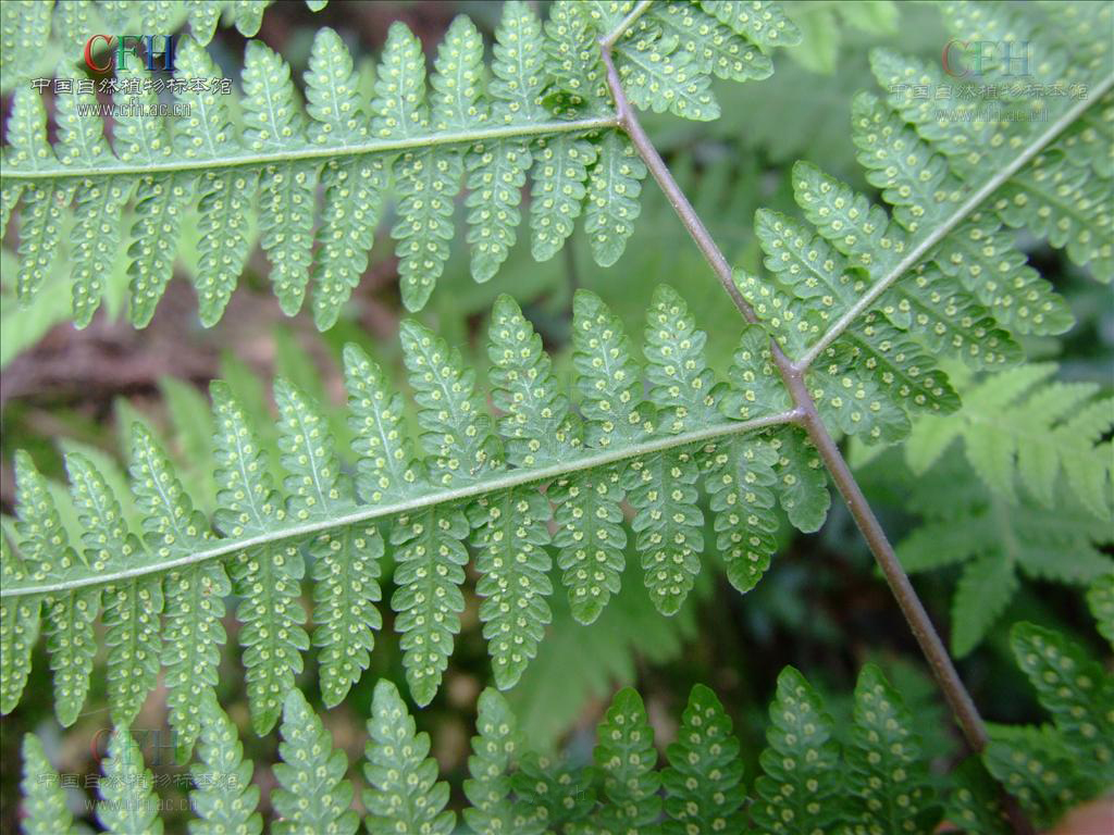  p>凸轴蕨是真蕨目金星蕨科 a target="_blank" href="/item/凸轴蕨属