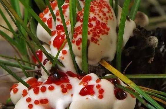  p>出血齿菌学名" i>hydnellum pecki /i>",是 a href="#" data-lemma