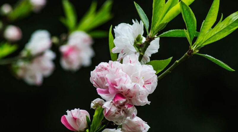  p>千瓣红桃(学名: i>amygdalus persica /i> l. var.